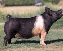 Ear Notch: 35-2<br>
Breed: Crossbred<br>
Sex: Bred Female<br>
Date Born: June 2018<br>
Sire.: Shine On<br>
Dam.: Wedding Night 119-2<br>
Stress Status: Unknown<br>
Service Sire.: Trumpet<br>
Due Date: 7/8/2021<br>
Description: Outstanding young sow with a killer pedigree that's backed by generations of success. Her dam, 119-2, is a littermate to the Champion Dark Cross Barrow at Houston in 2018 shown by Colt Wolf. She's full of Super Monster and Super 7 on both sides and she's been a great generator -- check out her 118 litter in the May 5 sale sired by Hands to Yourself. Her pending mating to Trumpet makes her especially hard to let go of. We would highly suggest keeping some females back when she farrows!<br>
Additional Note: Heat Date :: 4-6