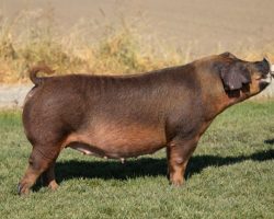 Ear Notch: 258-7<br>
Breed: Duroc<br>
Sex: Bred Female<br>
Date Born: May 2019<br>
Sire.: Adderall<br>
Dam.: Bohannon 162-3<br>
Stress Status: Negative<br>
Registration #: 406945007<br>
Service Sire.: Green Bottles<br>
Due Date: 7/9/2021<br>
Description: 258-7 was the Champion Duroc Gilt at the 2019 Western Regional shown by Caitlyn Carter and she's matured into a very impressive young sow. Her dam was a highly productive (Bohannon x Won't Stop) sow. She's off to a great start with her first two matings but we are most excited about the potential this time mated to Green Bottles at Wintex. If we weren't selling out of the Duroc business, this is one we would rely on heavily to build off of!