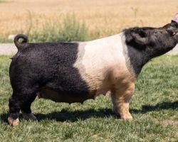 Ear Notch: 120-7<br>
Breed: Crossbred<br>
Sex: Bred Female<br>
Date Born: July 2018<br>
Sire.: Teen Spirit<br>
Dam.: Renig 28-11<br>
Stress Status: Unknown<br>
Service Sire.: Sun Daze<br>
Due Date: 7/11/2021<br>
Description: It's not often that we offer a daughter of the Renig 28's. 120-7, like her dam and grand dam (Perfect Remedy 4-8), is highly productive and will lay down with a large litter and raise them all. She's mated for future success, and we'd highly suggest keeping all of these daughters possible. They will be highly linebred and built right. No doubt there's potential for winning barrows here as well -- Sun Daze is more than capable! 120-7 will be a tremendous investment.