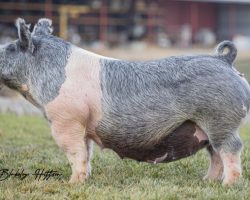 Ear Notch: 34-7<br>
Breed: Crossbred<br>
Sex: Bred Female<br>
Date Born: July 2019<br>
Sire.: Anchorman<br>
Dam.: Outmanned<br>
Stress Status: Unknown<br>
Service Sire.: Outbreak<br>
Due Date: 7/11/2021<br>
Description: Mega stout Anchorman sow here! We bought this one at OYE 2020. She's proven very productive, farrowing and raising 9 in both litters. Her 124 litter Up Downs from last summer were extremely good and sold well. SHe followed with the 65 litter Objections offered in our April sale this year. We anticipate Outbreak to be her best effort yet!