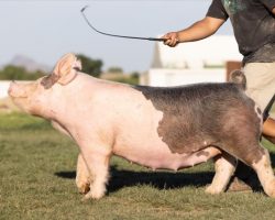 Ear Notch: 141-6<br>
Breed: Crossbred<br>
Sex: Bred Female<br>
Date Born: March 2020<br>
Sire.: Breaking Rules<br>
Dam.: Dirty Secret 50-2<br>
Stress Status: Unknown<br>
Service Sire.: Outbreak<br>
Due Date: 7/11/2021<br>
Description: If you're looking for a SHARP gilt with a WICKED look better get in here! 141-6 was a highly successful show gilt for McCormick's crew in Texas and she comes with all the extras! Slick fronted yet stout headed, big legged, and just flat SEXY. Her dam 50-2 is highly productive and never misses -- she's a Dirty Secret x Cookie x No Limits from Lackey.