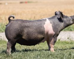 Ear Notch: 250-1<br>
Breed: Crossbred<br>
Sex: Bred Female<br>
Date Born: November 2019<br>
Sire.: Outta Line<br>
Dam.: Short Bus 64-1<br>
Stress Status: Unknown<br>
Service Sire.: Playboy<br>
Due Date: 7/13/2021<br>
Description: Here's the reigning Champ from the 2020 Ottenwalter Show Pigs Virtual Show! Congrats to Jurnee Mullenhoff and thank you for representing our genetics in Nebraska so well. On top of this, 250-1's dam is the 64-1 sow who is on our current short list of most influential females working in Colusa right now -- she just raised the $10k barrow prospect in our late May online sale, and her pedigree reads (Short Bus x Sunshine & Whiskey 27-6 x Renig 28-9). If that's not exciting enough, she's bred to Playboy at Texas Select Sires and he is as truly HEAVY LEGGED as anything we saw this year. Trace his pedigree back on both sides and it's linebred good stuff. We are way in here!
