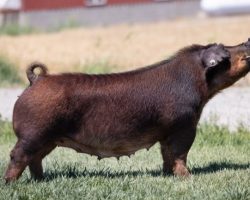 Ear Notch: 51-6<br>
Breed: Duroc<br>
Sex: Bred Female<br>
Date Born: January 2020<br>
Sire.: Unchained<br>
Dam.: Adderall 284-7<br>
Stress Status: Negative<br>
Registration #: 411391006<br>
Service Sire.: Blackstone<br>
Due Date: 7/14/2021<br>
Description: 51-6 was the Reserve Champion Duroc Gilt at CYAE last year and she was only beaten by her sister, 51-8, who is also selling in this sale. To be honest, we cannot tell these two sows apart they are so identical. Their dam, 284-7, is my favorite red female and she's the best daughter of the Bohannon sow we bought from Platt and Utterback as our foundation. That sow, 3-5, was Champion Duroc and Reserve Grand Overall at the 2018 World Pork Expo Junior National. 51-6 is a great built little sow with an awesome look and still comes with enough power. She's very complete and her sow family has proven productive and consistent. We used Blackstone hard for summer litters -- he was our favorite Duroc boar on the tours last summer.
Contact Information: Ottenwalter Showpigs. Call or text Russell Pedrett at 530-681-9811 or Noa Taipin at 541-281-8080.