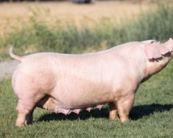 Ear Notch: 59-3<br>
Breed: Landrace<br>
Sex: Bred Female<br>
Date Born: July 2017<br>
Sire.: Mayhem<br>
Dam.: Substitution 25-7<br>
Stress Status: Negative<br>
Registration #: 147440003<br>
Service Sire.: I Guess<br>
Due Date: 7/18/2021<br>
Description: 59-3 has been a tremednously good generating Landrace female for our program that's generated banner after banner. She herself was the Reserve Champion Landrace Gilt at the Western Regional in 2017 shown by Julia Nuno. We've been dabbling in the frozen semen deal with our Landraces this past couple years and her two most recent litters were both sired by frozen with daughters retained back. However, this summer's mating to I Guess at Knauth's is geared toward producing some more banners! This is one mega stout Landrace sow.