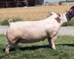 Ear Notch: 29-11<br>
Breed: Crossbred<br>
Sex: Bred Female<br>
Sire.: In Control<br>
Dam.: Monumental 77-7<br>
Stress Status: Unknown<br>
Service Sire.: Outta Line<br>
Due Date: 7/18/2021<br>
Description: 29-11 came to us from our good friend Eric Waterbury in Gridley, and when he sold out his herd last winter he gave us the opportunity to buy his best two females. Her dam, Monumental 77-7, was one of Eric's foundation females he bought from us and the bottomside of her pedigree reads (Monumental x Warfare 1-6 x Bulletproof). There's lots of good, older stuff back in there. 29-11 placed a couple high end barrows in our April sale and her mating back to Outta Line will contain barrows that can win at any level. She's extra productive and in great shape.