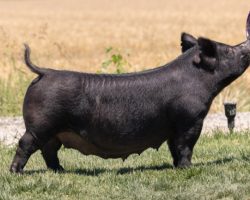 Ear Notch: 6-8<br>
Breed: Crossbred<br>
Sex: Bred Female<br>
Date Born: May 2015<br>
Sire.: Scared Straight<br>
Dam.: Fame Monster 37 sow<br>
Stress Status: Unknown<br>
Service Sire.: May We All<br>
Due Date: 7/19/2021<br>
Description: It'll be hard to see this go, as she's been a farm favorite for several years. 6-8 hailed from Malay Show Pigs and she is out of the "Snake" sow we sold them that that really helped build their program. Pedigree here reads (Scared Straight x Fame Monster x Shooter x Perfect Remedy 4-8), so essentially she is completely linebred on the bottomside. Scared Straight daughters may be responsible for more banners produced in our program than any other sire, and this one has been as good as they get! She is bred to May We All for keeper gilts, but no doubt there will be potential for some elite barrows there as well.