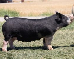 Ear Notch: 12-7<br>
Breed: Berkshire<br>
Sex: Bred Female<br>
Date Born: December 2019<br>
Sire.: Family Jewels<br>
Dam.: Mother's Milk 1-8<br>
Stress Status: Unknown<br>
Registration #: 160873007<br>
Service Sire.: Van Halen<br>
Due Date: 7/20/2021<br>
Description: 12-7 is a gorgeous young Berk sow dammed by the great 1-8 sow in this sale. We are sad to see these Berk females leave because we truly believe this program we have stated has potential to be amongst the best in the country. This sow is carrying her second litter and her first set sired by Monster were quite good, although barrow heavy. The Van Halens she's carrying should have the potential to win at any level.