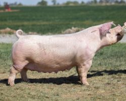 Ear Notch: 13-8<br>
Breed: Chester White<br>
Sex: Bred Female<br>
Date Born: April 2017<br>
Sire.: Over the Top<br>
Dam.: Dead End<br>
Stress Status: Negative<br>
Registration #: 151329008<br>
Service Sire.: Boomawang<br>
Due Date: 7/20/2021<br>
Description: 13-8 has been an outsatdning Chester sow that's made our farm a lot of money over the years. She is the dam of the 2018 Champion Chester Gilt at Arizona Nationals, who became a cornerstone of our program, and consequently 13-8 finds her way to the bottomside of many Chester pedigrees around here. She's always been easy to breed, farrowed large litters and milked them awesome. Boomwang is still our go to Chester sire and this was a "no brainer" mating here.