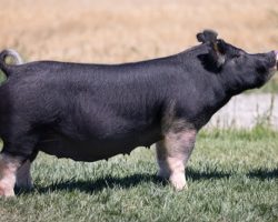 Ear Notch: 33-5<br>
Breed: Berkshire<br>
Sex: Bred Female<br>
Date Born: December 2019<br>
Sire.: Family Jewels<br>
Dam.: Injured Reserve 39-6<br>
Stress Status: Unknown<br>
Registration #: 160889005<br>
Service Sire.: Monster<br>
Due Date: 7/24/2021<br>
Description: Gorgeous young Berk sow carrying her second litter! We LOVE both the 33's and the 12-7 in this sale and if you're looking for a young, proven Berk sow frankly you won't find better. 33-5 dammed the 91 litter Throwing Stones Berks that were killer. As good as the Monsters have been, we'd expect this second litter to be equally as impressive.
