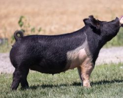 Ear Notch: 139-1<br>
Breed: Crossbred<br>
Sex: Bred Female<br>
Date Born: July 2020<br>
Sire.: Outbreak<br>
Dam.: On Target 153-6<br>
Stress Status: Unknown<br>
Service Sire.: American Spirit<br>
Due Date: 7/24/2021<br>
Description: Noa's favorite cross gilt in the offering! This little 139-1 is SEXY! She's out of our great "Harry" sow that we lost last year who also raised Lockjaw. Pedigree reads (Outbreak x On Target 153-6 x Shooter 17-7 x PR 4-8). This gilt comes with all the bells and whistles and she's bred to the Spirit boar that's generated lots of excitement around here.
