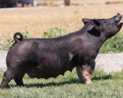 Ear Notch: 150-2<br>
Breed: Crossbred<br>
Sex: Bred Female<br>
Date Born: August 2016<br>
Sire.: Anytime<br>
Dam.: Colt 45 88-2<br>
Stress Status: Unknown<br>
Service Sire.: Trumpet<br>
Due Date: 7/25/2021<br>
Description: "Blurry" has been an awesome sow that's generated lots of winners and lots of high sellers for our program. She was a dominant show gilt for the Gross family in Texas in 2016 and 2017, then we bought her back through the sale at Expo. Her dam, 88-2, was a littermate to Blurred Vision and when we sold those 88 litter sows a couple years back, they made lots of noise. We've been very impressed with the Trumpet deal at Mollet's and he saw lots of our very best sows going into the summer. This mating should be lights out.
