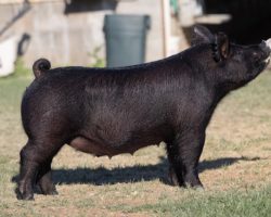 Ear Notch: 97-6<br>
Breed: Crossbred<br>
Sex: Bred Female<br>
Date Born: July 2020<br>
Sire.: May We All<br>
Dam.: Teen Spirit 79-8<br>
Stress Status: Unknown<br>
Service Sire.: Foresight<br>
Due Date: 7/28/2021<br>
Description: KILLER MWA gilt here out of a dynamite young sow! Her dam, 79-8, is a full sister to American Spirit and she's one of our very favorite young sows working in Colusa. Study the photo here and there's not much guesswork. Killer gilt, killer pedigree, get in!