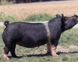Ear Notch: 64-6<br>
Breed: Crossbred<br>
Sex: Bred Female<br>
Date Born: January 2020<br>
Sire.: Breaking Rules<br>
Dam.: Bad Man 51-1<br>
Stress Status: Unknown<br>
Service Sire.: American Spirit<br>
Due Date: 7/29/2021<br>
Additional Note: Heat Date :: 4-27