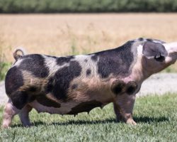 Ear Notch: 6-6<br>
Breed: Spot<br>
Sex: Bred Female<br>
Date Born: December 2017<br>
Sire.: Supposedly<br>
Dam.: High Life<br>
Stress Status: Unknown<br>
Registration #: 167805006<br>
Service Sire.: Foresight<br>
Due Date: 8/4/2021<br>
Description: Nontraditional Spot mating here! We had some great laid plans on a Cheetah mating for 6-6, but when she came back in heat we had to scramble. Foresight sires more than his share of calico and spotted up pigs, and his ear set is a bit on the heavy side. So, we still think there's some unique potential for some southwest Spots and no doubt the start of SW spot program. We bought 6-6 for $6K from Andy Rash at the Sweetheart's For the Summer Sale a few years back. She's generated extremely well for us, and has produced multiple high dollar pigs. She always farrows a huge litter and has weaned 15 pigs, never less than 12.