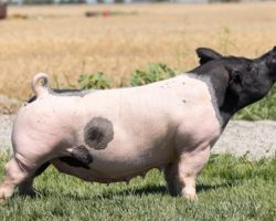 Ear Notch: 160-3<br>
Breed: Crossbred<br>
Sex: Bred Female<br>
Date Born: March 2017<br>
Sire.: Sunshine & Whiskey<br>
Dam.: No Mercy 15-10<br>
Stress Status: Unknown<br>
Service Sire.: BR 64-1<br>
Due Date: 8/4/2021<br>
Description: Dynamite Sunshine x No Mercy sow that has paid her way throughout several parities and is in awesome shape. Her grand dam was a high dollar Deep Threat sow that came from Tye Lettow and this sow line is extremely productive and functional. Her mating to 64-1 lines up Super MOnster even more and there should be plenty of added stoutness and hair. She is set up for success!