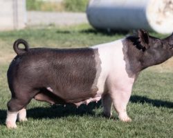 Ear Notch: 97-3<br>
Breed: Crossbred<br>
Sex: Bred Female<br>
Date Born: January 2018<br>
Sire.: 225K<br>
Dam.: Colt 45 78-2<br>
Stress Status: Unknown<br>
Service Sire.: MWA 29<br>
Due Date: 8/5/2021<br>
Description: Beautiful younger 225K sow out of a great sow family. Her extended pedigree reads (225K x Colt 45 x Renig 15-10 x Hillbilly Bone 74-8) and she goes back to "Bacon" and 69-4. We are extremely excited about the MWA 29 boar and we honestly should have used him harder going into the summer -- he is the next step from MWA in terms of sheer power and still having mega stout bone and hair. This litter should be killer !