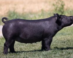 Ear Notch: 141-11<br>
Breed: Crossbred<br>
Sex: Bred Female<br>
Date Born: July 2020<br>
Sire.: Outbreak<br>
Dam.: Sunshine & Whiskey 104-1<br>
Stress Status: Unknown<br>
Service Sire.: Foresight<br>
Due Date: 8/14/2021<br>
Description: Killer little Outbreak gilt out of one of Russell's favorite sows! 104-1 is a direct daughter of Renig 15-10 and she's as productive as they come and her pigs are always amongst the best. The 141's were the very first Outbreaks to be farrowed and we were instantly impressed. This gilt should be easy to get started and make winning pigs -- Washington and Arizona buyers better really look in here, these mid August pigs are ideally suited for April shows.