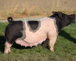 Ear Notch: 134-9<br>
Breed: Crossbred<br>
Sex: Bred Female<br>
Date Born: August 2018<br>
Sire.: Cowboy Swag<br>
Dam.: Tier 1 56-3<br>
Stress Status: Unknown<br>
Service Sire.: Hands to Yourself<br>
Due Date: 8/21/2021<br>
Description: We love both this little 134-9 sow and her sister 134-8 (lot 3 in this sale). They have a linebred pedigree and they come from the "good stuff" that's continued to fuel genetic progress for us here in Colusa. Extended pedigree reads Cowboy Swag x Tier 1 56-3x Sunshine & Whiskey 41-2 x Renig 28-12 x Perfect Remedy 4-8). 134-9 raised the 179 litter BR 64-1's that sells Tuesday 6/29 and they're quite good. Bred back to HTYS we think should be the ticket!
Additional Note: Heat Date :: 5-20