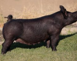 Ear Notch: 125-3<br>
Breed: Crossbred<br>
Sex: Bred Female<br>
Date Born: February 2020<br>
Sire.: Wedding Night<br>
Dam.: Hillbilly Bone 74-9<br>
Stress Status: Unknown<br>
Service Sire.: May We All<br>
Due Date: 8/29/2021<br>
Description: 125-3 is a littermate to Claire McCormick's Grand Barrow at the 2018 Texas State Fair and she's served us quite well over several parities. Her dam, 74-9 is a legend and we are also offering her as an open sow. The Hillbilly 74's are responsible for much of the success our firm has enjoyed the past several years. In addition to raising the Grand Barrow at TX State Fair, 74-9 also raised the Hired Man boar at Top Cut that did a bang up job.