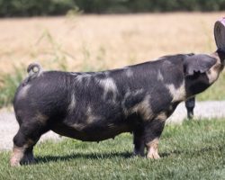 Ear Notch: 2-3 Spot Cross<br>
Breed: Crossbred<br>
Sex: Bred Female<br>
Date Born: August 2019<br>
Sire.: Black (WN x Road Trip)<br>
Dam.: Loud Mouth<br>
Stress Status: Unknown<br>
Service Sire.: Cheetah<br>
Due Date: 8/29/2021<br>
Description: OUTSIDE THE BOX is our middle name and sometimes it doesn't work, but when it does in this industry, things get real fun! Yes 2-3 is bred to the Cheetah boar at SGI. Simply put, we need to curb our numbers and focus on our crossbred program and there's just not a place for a southwest Spot program in Colusa right now. So TAKE ADVANTAGE!!