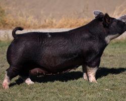 Ear Notch: 13-4<br>
Breed: Berkshire<br>
Sex: Open Female<br>
Date Born: July 2020<br>
Sire.: Bright Lights<br>
Dam.: Blackout<br>
Stress Status: Unknown<br>
Registration #: 146803004<br>
Service Sire.: open<br>
Description: 13-4 was our lot 1 Exchange purchase in 2020 from Schmaling. She was the Grand Champion Berk at San Antonio 2018 and she's also the mother of Border Wall at SGI. She has not been a dissapointment, farrowing three exceptional litters for us sired by Let's Roll, Bulletproof, and Joe Exotic. She's in great shape and is ready roll.