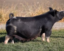 Ear Notch: 18-8<br>
Breed: Berkshire<br>
Sex: Open Female<br>
Date Born: August 2017<br>
Sire.: Keep Talkin<br>
Dam.: I Do<br>
Stress Status: Negative<br>
Registration #: 146666008<br>
Service Sire.: open<br>
Description: 18-8 was a "must buy" gilt at OYE 2018 for us. She has a crossbred look about her and as sharp of a front end as any Berk we've ever seen. SHe has not let us down as a generating female, and has been relied upon to make Southwest Berks a couple times with Wedding Night. She raised a really good 2nd place gilt at the recent Exposition shown by Harlie Deschaine, and she has a May farrowed Monster litter that really look the part. She sells open ready to roll!