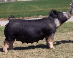 Ear Notch: 25-4<br>
Breed: Berkshire<br>
Sex: Open Female<br>
Date Born: December 19<br>
Sire.: Bulletproof<br>
Dam.: Injured Reserve 39-4<br>
Stress Status: Unknown<br>
Registration #: 160875004<br>
Service Sire.: open<br>
Description: 25-4 is the kind that needs to be built around! She would be a full sib in blood to the 6-5 Berk sow, as moms are mates and they are both sired by Bulletproof. THose 39 litter sows from Decker have been the real deal -- we lost 39-4 to a broken leg last year, but 39-6 has been as good as it gets. 25-4 farrowed a May Throwing Stones litter and she is ready to be bred back for round 2.