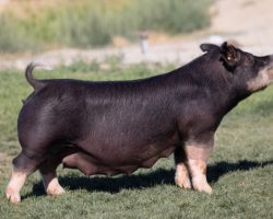 Ear Notch: 33-4<br>
Breed: Berkshire<br>
Sex: Open Female<br>
Date Born: December 2019<br>
Sire.: Family Jewels<br>
Dam.: Injured Reserve 39-6<br>
Stress Status: Unknown<br>
Registration #: 160889004<br>
Service Sire.: open<br>
Description: The 33's, 25-4, and 6-5 are good evidence of just how special 39-6 is and this one might be my favorite daughter. She was shown by Kekoa Taipin last summer and she won on the northwest circuit, we really thought she'd be a big time player at Expo but it wasn't in the cards. She is due to Van Halen in early July and will be available for pick up or to be shipped after she's weaned.
Additional Note: **Not available for pick up or delivery until the week of July 19th