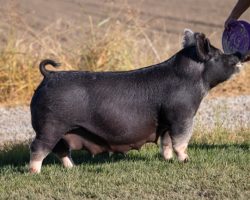 Ear Notch: 39-6<br>
Breed: Berkshire<br>
Sex: Open Female<br>
Date Born: August 2018<br>
Sire.: Injured Reserve<br>
Dam.: Monopoly<br>
Stress Status: Negative<br>
Registration #: 154125006<br>
Service Sire.: open<br>
Description: Phenomenal Berk sow! I don't remember how much Mark paid for 39-6 and 39-4 in Decker's 2018 online sale but it was well worth it. We leased both out to friends in OKlahoma and they won everywhere. We lost 39-4 after just one litter, but it was phenomenal, and 39-6 has generated a KILLER litter every trip through the crate. Study her daughters represented throughout. We truly belive if we were located in the midwest this sow would have TONS of banners and accolades, but she doesn't get the exposure out here. Incredible female and one we hate to sell!