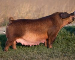 Ear Notch: 3-5<br>
Breed: Duroc<br>
Sex: Open Female<br>
Date Born: November 2017<br>
Sire.: Bohannon<br>
Dam.: Hes the One<br>
Stress Status: Negative<br>
Registration #: 397717005<br>
Service Sire.: open<br>
Description: Here is the red sow we bought to be the foundation for our Duroc program. 3-5 was the Champion Duroc and Reserve Grand Overall Gilt at the 2018 World Pork Expo shown by the Utterback family. Thank you to Platt and Utterback for the opportunity to lay this one in. She has not been a disappointment! Her first litter sired by Adderall was honestly my favorite, and the two 284 litter red sows selling in this sale are a product of that. 284-6 was also incredible and we lost her after her first parity. However, perhaps 3-5's most famous litter were her Next Chapters. This produced the Champion Duroc and Grand Overall at the 2019 NJSA Western Regional shown by Makayla Sciortino, a barrow judge Will Hilty called Timeless. Additionally, a mate sister was Reserve Champion Duroc Gilt at the same event, and another mate barrow shown by Shelby Nissen was GRAND OVERALL purebred barrow at Phoenix. Needless to say, 3-5 is extra special and we would never let her go if we were staying in the red business.