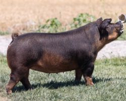 Ear Notch: 8-13<br>
Breed: Duroc<br>
Sex: Open Female<br>
Date Born: May 2020<br>
Sire.: Master Plan<br>
Dam.: Focus 13-2<br>
Stress Status: Negative<br>
Registration #: 415606013<br>
Description: 8-13 was the Reserve Champion Duroc Gilt at NJSA Western Regional last year shown by Meghan Garren, and she went on to be the Reserve Champion Duroc Gilt at the West Coast National as well, she was only beaten by her sister 8-14. Furthermore, their mate barrow shown by Katelin Bean was Champion Duroc and Grand Overall Purebred Barrow. This 8 litter was killer from the start and their new owners get to be in the drivers seat here! Dam 13-2 was a dominant show gilt in Texas for Kamlynn Mason and she's generated awesome for us.