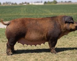 Ear Notch: 56-2<br>
Breed: Duroc<br>
Sex: Open Female<br>
Date Born: June 2018<br>
Sire.: High Alert<br>
Dam.: Attention 217-2<br>
Stress Status: Negative<br>
Registration #: 399605002<br>
Service Sire.: open<br>
Description: Real good red female here out of our great "Mercedes" sow who was Reserve Champion Duroc and Fifth Overall Purebred at the 2017 World Pork Expo Junior National. Mercedes came home and raised Adderall in her first parity and we began building around her. Over the next few years, 56-2 withstood the test of time and has generated very well for us. She had a great Next Up litter last fall and her May Kinglsayers really look good in the nursery. Awesome opportunity here on a proven sow with a linebred pedigree. 56-2 is a mate to the Champion Duroc and Grand Overall Barrow at the 2018 NJSA Western Regional, as well as the Champion Duroc Gilt.