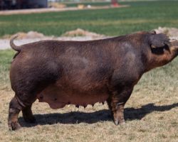 Ear Notch: 75-7<br>
Breed: Duroc<br>
Sex: Open Female<br>
Date Born: April 2017<br>
Sire.: Jasper<br>
Dam.: Al<br>
Stress Status: Negative<br>
Registration #: 389336007<br>
Service Sire.: open<br>
Description: 75-7 was the Champion Duroc and Grand Overall Breeds at the 2017 Arizona Nationals shown by Brianna Cebollero. She was bred by Rodibaugh and has not disappointed us as a generating female. Her recent May litter farrowed 9, raised 8 and they look really good. I could look up all of her litters history and am happy to share that with the buyer -- there is ALOT of it!