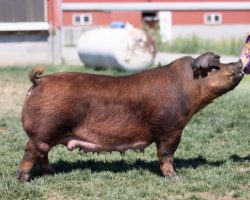 Ear Notch: 277-9<br>
Breed: Duroc<br>
Sex: Open Female<br>
Date Born: November 2019<br>
Sire.: Unchained<br>
Dam.: Bohannon 3-5<br>
Stress Status: Unknown<br>
Registration #: 411219009 (notch 223-9)<br>
Service Sire.: open<br>
Description: Dynamite red show gilt here out of the great 3-5 Bohannon sow! She was our very best keeper red gilt in the spring of 2020 and Platt asked to lease her when he was out for our sale. He sent her to Oklahoma where she enjoyed a highly successful show career and obviously she would be a major player in our red program if we weren't selling them out. There are TONS of good buys in the sale folks, 277-9 is going to be one of them!