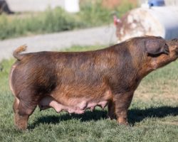 Ear Notch: 284-9<br>
Breed: Duroc<br>
Sex: Open Female<br>
Date Born: November 2018<br>
Sire.: Adderall<br>
Dam.: Bohannon 3-5<br>
Stress Status: Negative<br>
Registration #: 403070009<br>
Service Sire.: open<br>
Description: The 284's are Russell's favorites and they're just dang nice Duroc sows. They came out of 3-5's very first litter and that might have been our very deepest litter of reds ever farrowed in Colusa. We sold them high and they went out and made a name for themselves. 284-9 was the most extended of the mate gilts and we leased her to Platt's crew in Indiana where she was shown successfully. She had a killer litter of Kingslayers this spring and followed with some Hibachi's that look outstanding at this stage in the nursery. She's a dynamite young sow with a bright future, and she's more than capable of hanging some big banners!