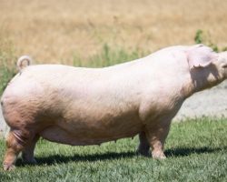 Ear Notch: 92-1<br>
Breed: Landrace<br>
Sex: Open Female<br>
Date Born: August 2017<br>
Sire.: Mayhem<br>
Dam.: Got Em 187-2<br>
Stress Status: Negative<br>
Registration #: 147443001<br>
Description: While we're not selling out of the Landrace business, we are downsizing our numbers and we have decided to roll on with our younger set of females. These 92 litter sows have been tremendous generating females and they are full sibs to the Organized Chaos boar we sold to Upperhand that sired a pile of winners. Their dam was an extra productive Got Em x Zeus x Insight sow, and these two have also proven productive both in numbers and also in quality of pigs. These two have made LOTS of winners and we have retained multiple daughters. Additionally, 92-1 was a dominant white OPB gilt on the Oklahoma circuit for the Bunt family in 2018.