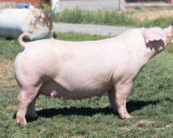 Ear Notch: 92-2<br>
Breed: Landrace<br>
Sex: Open Female<br>
Date Born: July 2017<br>
Sire.: Mayhem<br>
Dam.: Got Em 187-2<br>
Stress Status: Negative<br>
Registration #: 147443002<br>
Service Sire.: open<br>
Description: While we're not selling out of the Landrace business, we are downsizing our numbers and we have decided to roll on with our younger set of females. These 92 litter sows have been tremendous generating females and they are full sibs to the Organized Chaos boar we sold to Upperhand that sired a pile of winners. Their dam was an extra productive Got Em x Zeus x Insight sow, and these two have also proven productive both in numbers and also in quality of pigs. These two have made LOTS of winners and we have retained multiple daughters. Additionally, 92-1 was a dominant white OPB gilt on the Oklahoma circuit for the Bunt family in 2018.
Additional Note: **Not available for pick up or delivery until the week of 7/12
