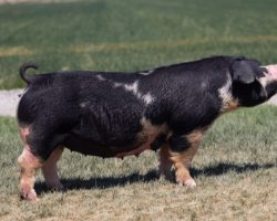Ear Notch: 95-1<br>
Breed: Spot<br>
Sex: Open Female<br>
Date Born: April 2017<br>
Sire.: Loud Mouth<br>
Dam.: Crystal<br>
Stress Status: Unknown<br>
Registration #: 165320001<br>
Service Sire.: open<br>
Description: 95-1 was the Champion Spot and Reserve Grand Overall at the 2017 Arizona Nationals. She's been nothing short of a killer sow! She is the dam of the Role Model boar we sold to Crossroads Genetics, as well as the Champion Spot Barrow at the 2019 Colorado State Fair shown by the Stromberger family. She's generated tremendous revenue and we sold a barrow for $5k in our March 2019 auction that fed really well and turned out awesome as well. If you're serious about Spots, this one is as proven as you can get!