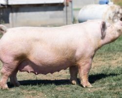 Ear Notch: 21-7<br>
Breed: Yorkshire<br>
Sex: Open Female<br>
Date Born: February 2017<br>
Sire.: Gas Money<br>
Dam.: Pants Down 62-6<br>
Stress Status: Negative<br>
Registration #: 609860007<br>
Service Sire.: open<br>
Description: 21-7 was our high dollar purchase at Tulsa 2017 from the Gray family and she was bred by Hilty. She is the dam of the Champion York and Grand Overall Gilt at the 2018 Western Regional (and Champion York at Arizona Nationals), as well as the Champion York and Reserve Grand Barrow Overall at the same event. We retained the best male in the litter as a herd boar -- Jump Around, and he did a solid job as a sire for our program. 21-7 has farrowed many impressive litters and we would call her a "can't miss" sow. She is also the grand dam of the York boar we are offering in this sale as well. Her November litter last winter by Sit Tight produced Kallie Loogman's York gilt who was Champion York at the Audible. She has a killer litter of Jaspers on her that we will wean before she's ready to go.
Additional Note: **Not available for pick up until the week of July 19th