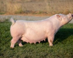 Ear Notch: 53-2<br>
Breed: Yorkshire<br>
Sex: Open Female<br>
Date Born: July 2016<br>
Sire.: Power On 282-7<br>
Dam.: Untouchable 22-4<br>
Stress Status: Negative<br>
Registration #: 593425002<br>
Service Sire.: open<br>
Description: 53-2 is a beautiful York sow that has earned her way here in Colusa! She is a product of our program and her extended pedigree reads (Power On 282-7 x Untouchable x Buck Fifty). She is the dam of the 66-3 sow in this sale who was named Reserve York Gilt and Reserve Grand Overall Gilt at the 2018 Western Regional shown by Reece Sandberg. This one can flat generate!