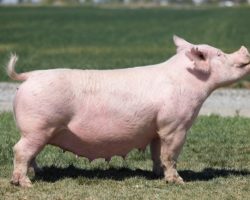 Ear Notch: 66-3<br>
Breed: Yorkshire<br>
Sex: Open Female<br>
Date Born: June 2018<br>
Sire.: Sit Tight<br>
Dam.: Power On 282-7 53-2<br>
Stress Status: Negative<br>
Registration #: 623014003<br>
Description: 66-3 is a KILLER young York sow in great shape! She was Reece Sandberg's Reserve Champion York and Reserve Grand Overall Gilt at the 2018 Western Regional, and she won that honor at approximately 150 pounds! She went on to Arizona Nationals and won her class there as well. She had a litter frozen Gas MOney semen last year that was very good and followed up with an Expo aged Times Up litter that sold really well.