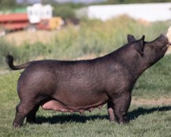 Ear Notch: 4-1<br>
Breed: Crossbred<br>
Sex: Open Female<br>
Sire.: Visionary<br>
Dam.: Rock Solid 44-5<br>
Stress Status: Unknown<br>
Service Sire.: open<br>
Description: OUTTA LINE'S MOM! Several years back when we bought out the H2 sowherd in Oklahoma, 4-1 came to us as a gilt. She is dammed by the great "Madea" sow that H2 built around and we acquired multiple daughters of her that day. 4-1 has always has a killer look through her front end and a shot more bone than most. Her Outmanned litter that contained Outta Line was incredible and also included the Reserve Middle Cross Barrow at the American Royal that year shown by Lauren Bliss. 4-1 had a killer May We All litter last summer and we retained multiple daughters, and also sold a pair of herd boars up to Silva Brothers in Washington and Morrow Show Pigs. She's never been one to lay down and have 12 pigs, but she will have an average sized litter and the pigs are always killer. Her spring litter this year by Junior produced Avery Layton's jackpot gilt that's been winning on the Northwest Circuit this year.
Additional Note: **Not available for pick up or delivery until the week of July 26th**