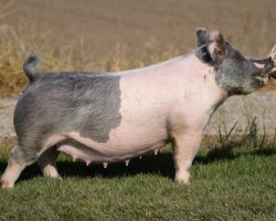 Ear Notch: 4-9<br>
Breed: Crossbred<br>
Sex: Open Female<br>
Date Born: July 2018<br>
Sire.: Curtain Call<br>
Dam.: Lot Lizard<br>
Stress Status: Unknown<br>
Service Sire.: open<br>
Description: Check out the 191 litter in our sale on Tuesday out of this gal! They are smoking good! She farrowed a November Shine Again litter last winter and they were extremely impressive as well, which included Hadley West's Champion Market Division and Reserve Grand Overall Barrow at the Klamath Basin Classic. Her litter before that were the 87 litter Lockjaws from last summer and we retained a couple beautiful gilts. Killer young sow here in her prime!!