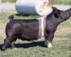 Ear Notch: 6-4<br>
Breed: Crossbred<br>
Sex: Open Female<br>
Date Born: July 2018<br>
Sire.: Outta Line<br>
Dam.: Straight Survivor (Straight Whiskey's sister)<br>
Stress Status: Unknown<br>
Description: 6-4 is the dam of the 195's selling in our 6/29 sale Tuesday and they are KILLER! Her summer litter last year produced the solid black barrow that Madilyn Norvell won the Southwest District in Oklahoma with, then went on and won his class at OYE as a heavy cross. 6-4 herself was the heaviest class winner at the 2019 World Pork Expo Crossbred Gilt show. She always has a killer litter and never misses.