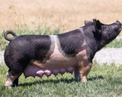 Ear Notch: 9-2<br>
Breed: Crossbred<br>
Sex: Open Female<br>
Date Born: June 2016<br>
Sire.: Wedding Night<br>
Dam.: Mandingo 30-4<br>
Stress Status: Unknown<br>
Service Sire.: open<br>
Description: 9-2 is a littermate to the Grand Champion Barrow at the 2016 Arizona Nationals shown by Cheyenne Murdock. SHe is also the mother of Good Time that we studded here who did a great job siring pigs. SHe's raised more than her fair share of winners and her Outbreak litter last fall was one of our very best. She recently weaned a large Back to the Future litter and they really look good at this stage.
