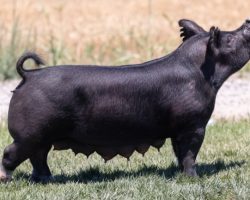 Ear Notch: 25-8<br>
Breed: Crossbred<br>
Sex: Open Female<br>
Date Born: May 2020<br>
Sire.: Breaking Rules<br>
Dam.: Bad Man 99-4<br>
Stress Status: Unknown<br>
Description: Extremely productive, high quality little linebred sow. 25-8's mom is the 99-4 sow who raised Kill Bill that we sold to Lean Value, and we have retained about half a dozen daughters. 25-8's grand dam would be the great Swagger 3-6 sow and that same sow can be found multiple times in Breaking Rules' pedigree as well. She recently raised a large litter of Junior pigs and like all of our open females, she sells with 2 free doses of semen to get her bred back.
Additional Note: **25-8 is having foot surgery on Wednesday, June 30, as she has an infected dewclaw. She should be ready to ship when the time comes but we will keep the buyer posted**