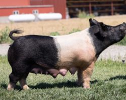 Ear Notch: 30-9<br>
Breed: Crossbred<br>
Sex: Open Female<br>
Date Born: December2018<br>
Sire.: Teen Spirit<br>
Dam.: Wedding Night 31-4<br>
Stress Status: Unknown<br>
Description: The Teen Spirit sows here in Colusa have been worth their weight in gold and herein lies a very good opportunity to get one bought that also has a proven bottom side of her pedigree. 30-9's momma's side pedigree reads (Wedding Night x Renig 28-12 x Perfect Remedy 4-8). 30-9 raised May We Alls, Outbreaks, and most recently V4's, and like her mom and grandma she's been extra productive in terms of numbers and quality of pigs. Her 7 litter Outbreaks really looked the part and several dang good ones out there on feed this summer.