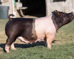Ear Notch: 70-6<br>
Breed: Crossbred<br>
Sex: Open Female<br>
Date Born: June 2020<br>
Sire.: Breaking Rules<br>
Dam.: Short Bus 12-4<br>
Stress Status: Unknown<br>
Description: Outstanding young first parity sow that's ready to roll. Dam 12-4 and her sister 12-3 aere big time contributors and they are direct daughters of the great Renig 15-10 sow who we've built around for years. There is lots of productivity and genetic consistency here! Study the photo and not much description needed!