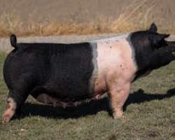 Ear Notch: 73-6<br>
Breed: Crossbred<br>
Sex: Open Female<br>
Date Born: September 2011<br>
Sire.: Warfare<br>
Dam.: Detox 1-2<br>
Stress Status: Negative<br>
Description: Old sow here! 73-6 is a true legend and one that's dear to our hearts. She is the dam of the $60K Lego boar we sold to Hi Point, Scared Straight, Straight Survivor (clone), No No, and Tombstone -- and I may have forgot a couple in there as well. Her dam was the 1-2 Detox x Supernatural's sister sow who was extremely influential here as well -- she raised Shooter, Calfiornia Kid, and the great 47-9 sow that ultimately was responsible for the Grand Gilt at Tulsa, Nightlife sold to Upperhand, and the Reserve Dark Cross Barrow at San Antonio. Perhaps 73-6's best creation was the MOnster Square 46-1 sow that we cloned. 46-1 was Champion Cross Gilt at Western Regional, then went on to raise the Grand Barrow at the 2017 Indiana State Fair and Grand Commercial Gilt at 2018 OYE. 173-6 is old, she's big, she's the boss of any pen you put her in, and she has long heat cycles. But she will breed and raise pigs and they are always dynamite.