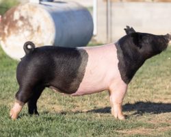 Ear Notch: 91-4<br>
Breed: Crossbred<br>
Sex: Open Female<br>
Date Born: June 2020<br>
Sire.: Breaking Rules<br>
Dam.: Visionary 71-2<br>
Stress Status: Unknown<br>
Description: Super sexy little Breaking Rules gilt here out of the great Visionary 71-2 sow who raised Overruled at Upperhand, Objection in stud here, in addition to the Grand Champion Barrow at Arizona Nationals in 2017 shown by Alexis Hernandez. This gilt is great built and offers a dynamite pedigree -- she is absolutely good enough to build a program around.